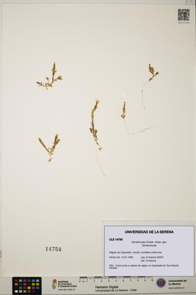 Gentiana gayi subsp. gayi [Espécimen: ULS:ULS:0014750]