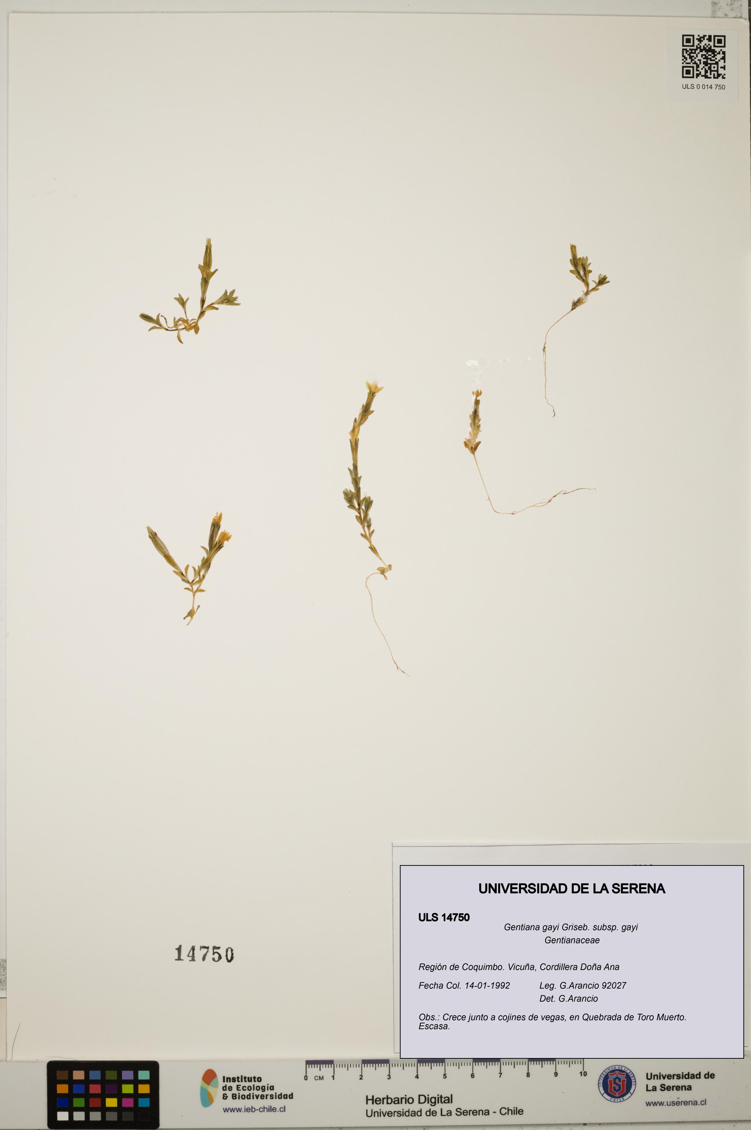 Gentiana gayi subsp. gayi [Espécimen: ULS:ULS:0014750]