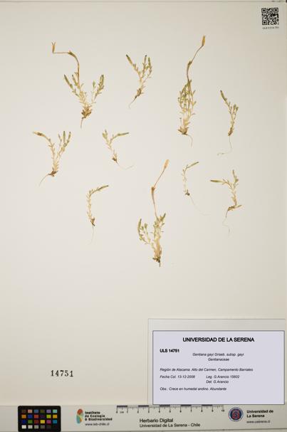 Gentiana gayi subsp. gayi [Espécimen: ULS:ULS:0014751]