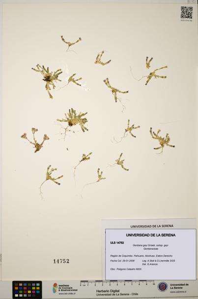 Gentiana gayi subsp. gayi [Espécimen: ULS:ULS:0014752]