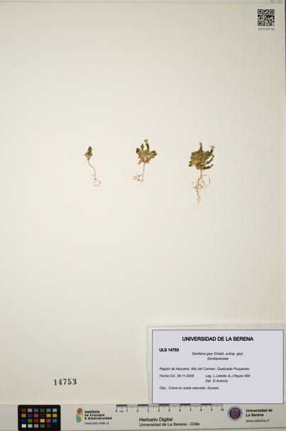 Gentiana gayi subsp. gayi [Espécimen: ULS:ULS:0014753]