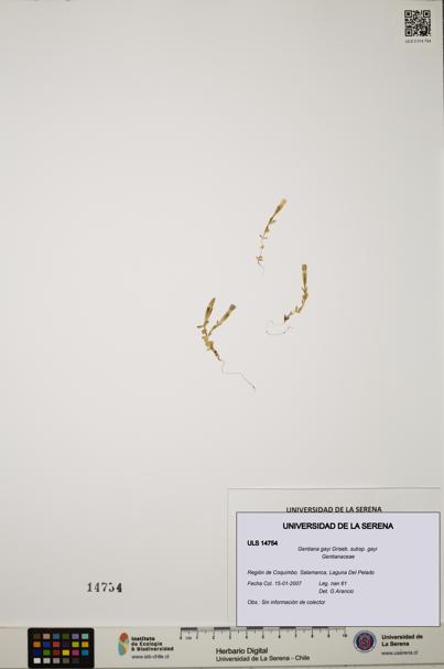 Gentiana gayi subsp. gayi [Espécimen: ULS:ULS:0014754]