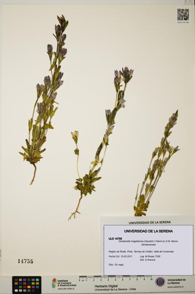 Gentianella magellanica [Espécimen: ULS:ULS:0014755]