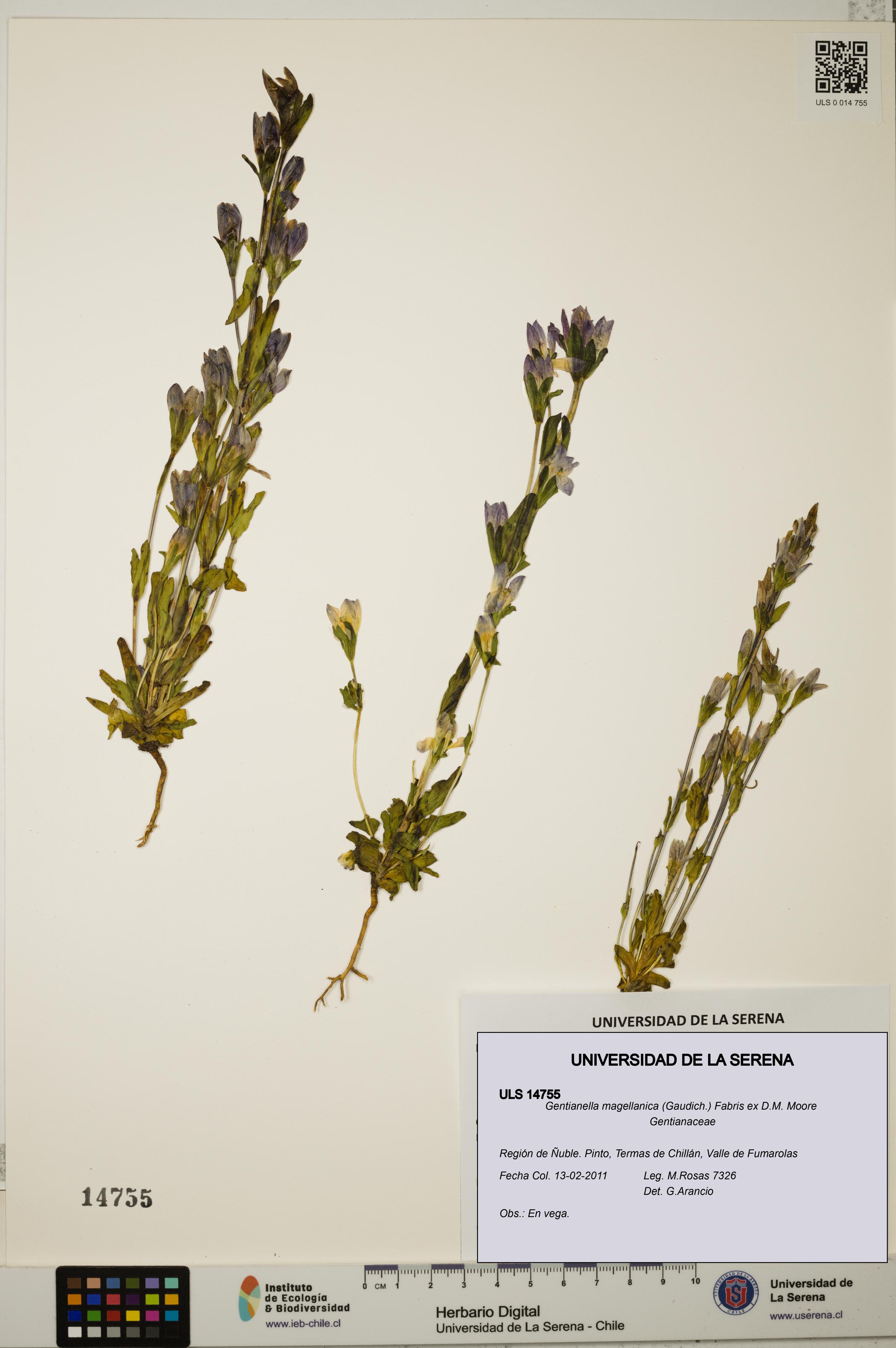 Gentianella magellanica [Espécimen: ULS:ULS:0014755]