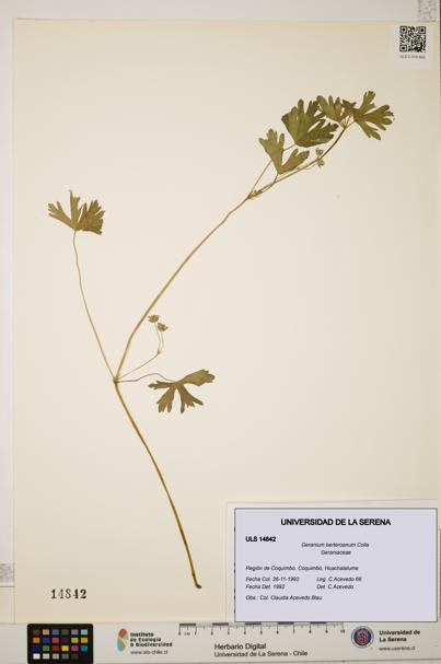 Geranium berteroanum [Espécimen: ULS:ULS:0014842]