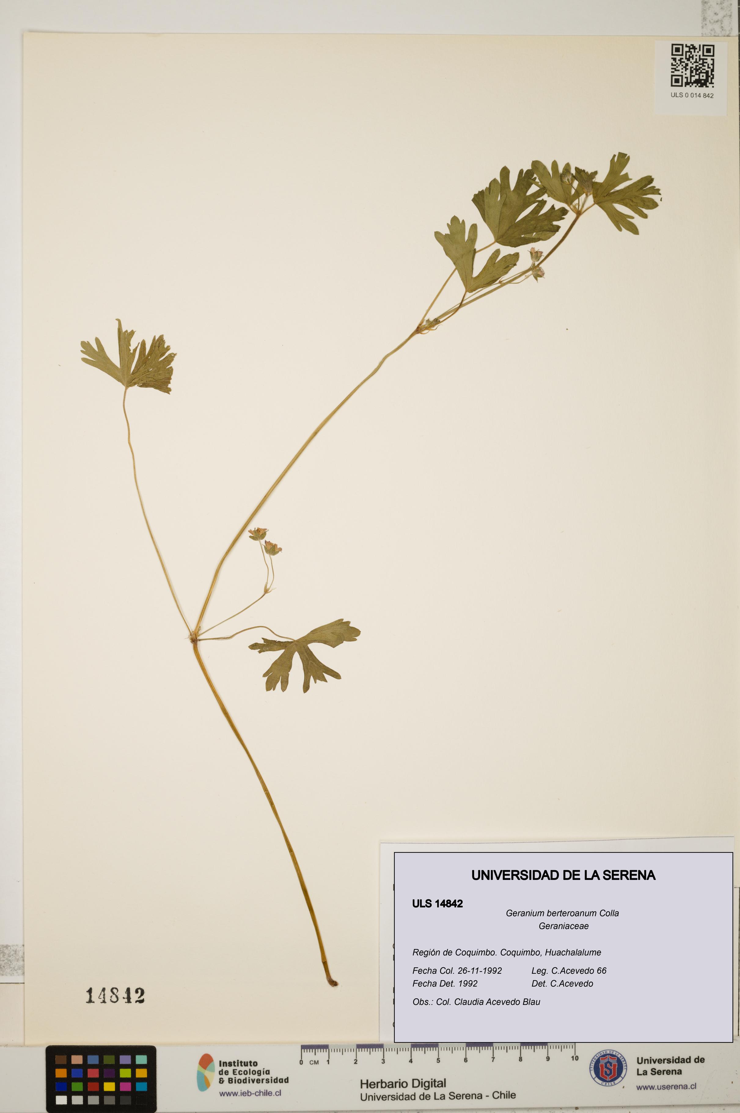 Geranium berteroanum [Espécimen: ULS:ULS:0014842]