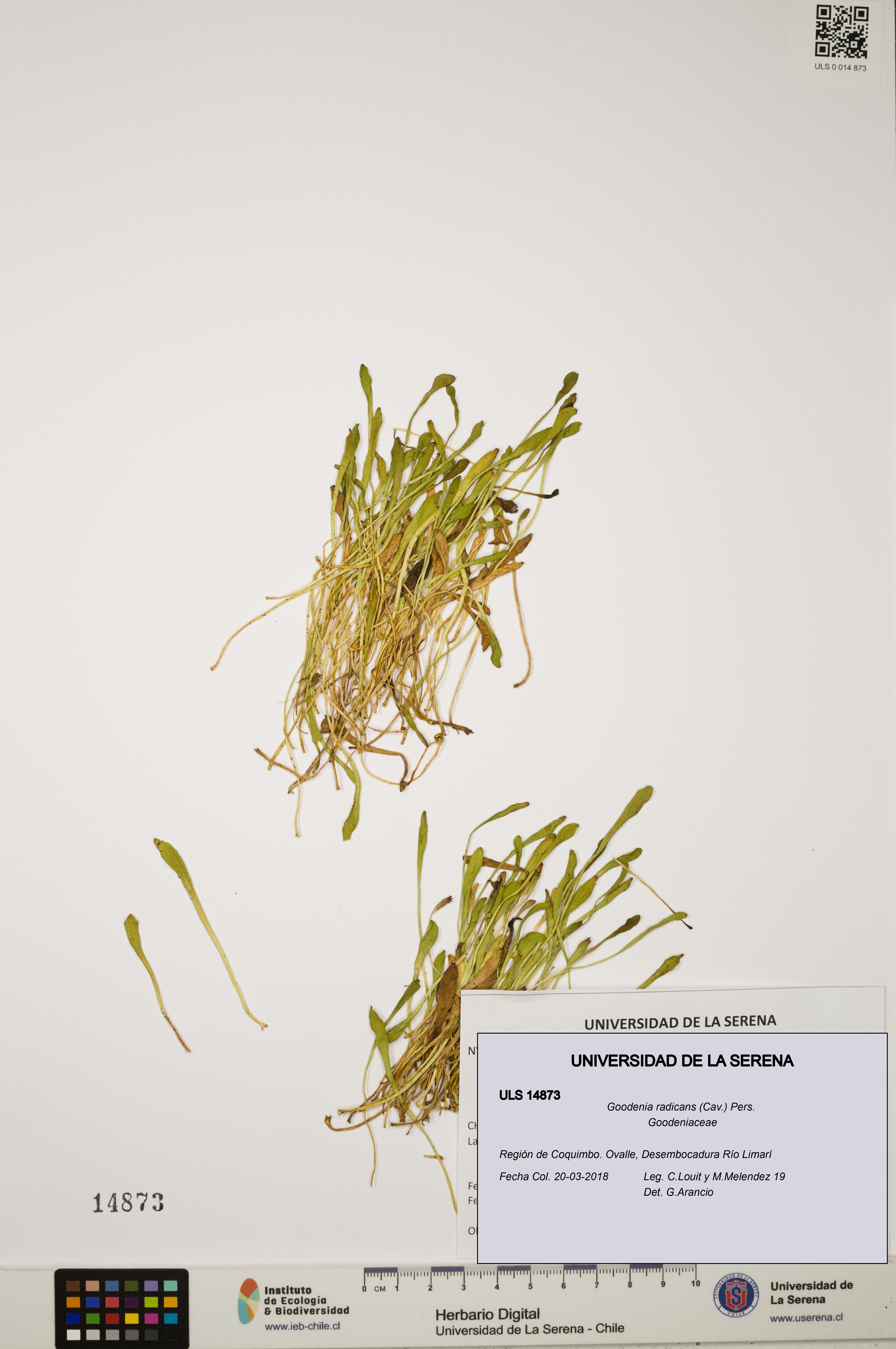 Goodenia radicans [Espécimen: ULS:ULS:0014873]