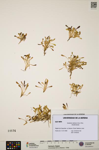 Goodenia radicans [Espécimen: ULS:ULS:0014874]