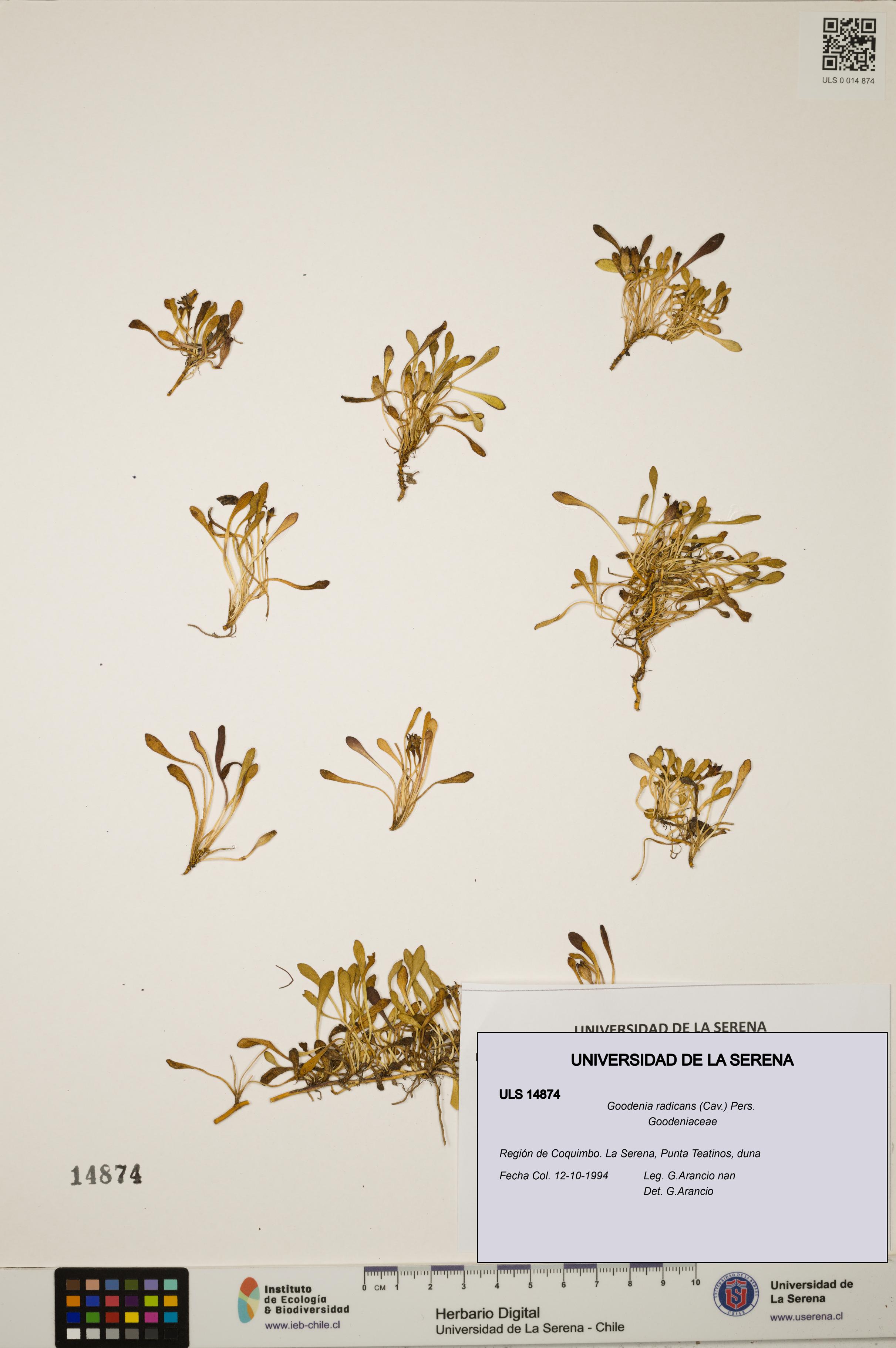 Goodenia radicans [Espécimen: ULS:ULS:0014874]