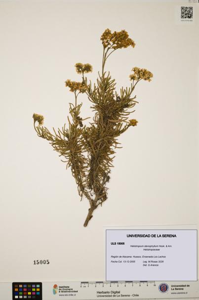 Heliotropium stenophyllum [Espécimen: ULS:ULS:0015005]