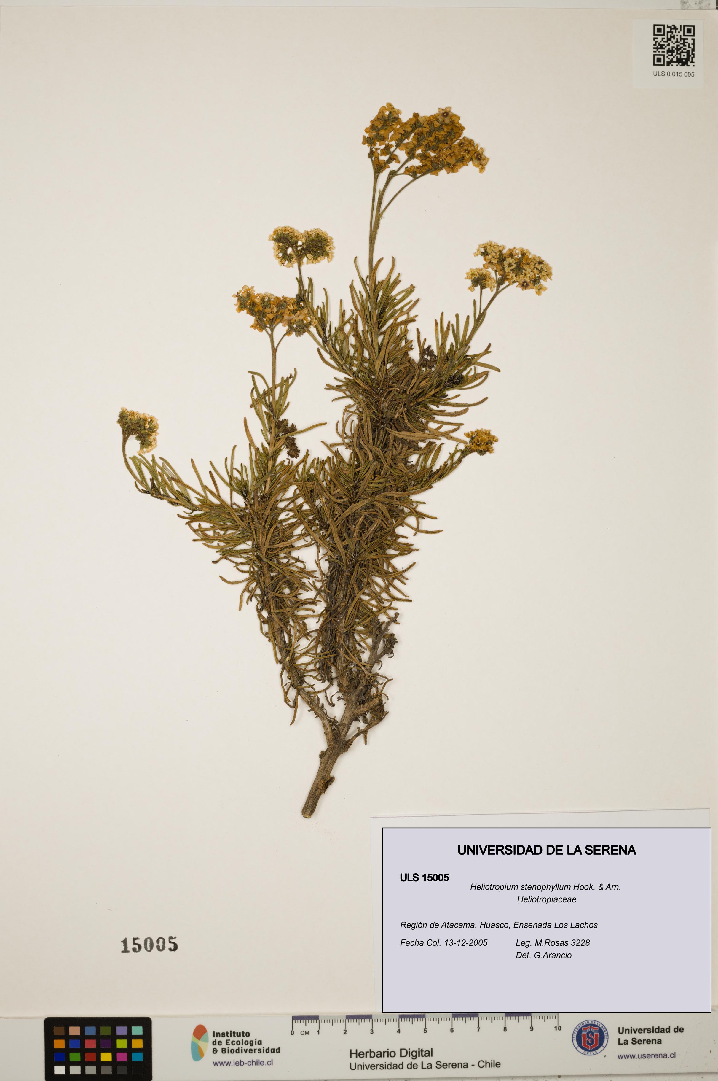Heliotropium stenophyllum [Espécimen: ULS:ULS:0015005]