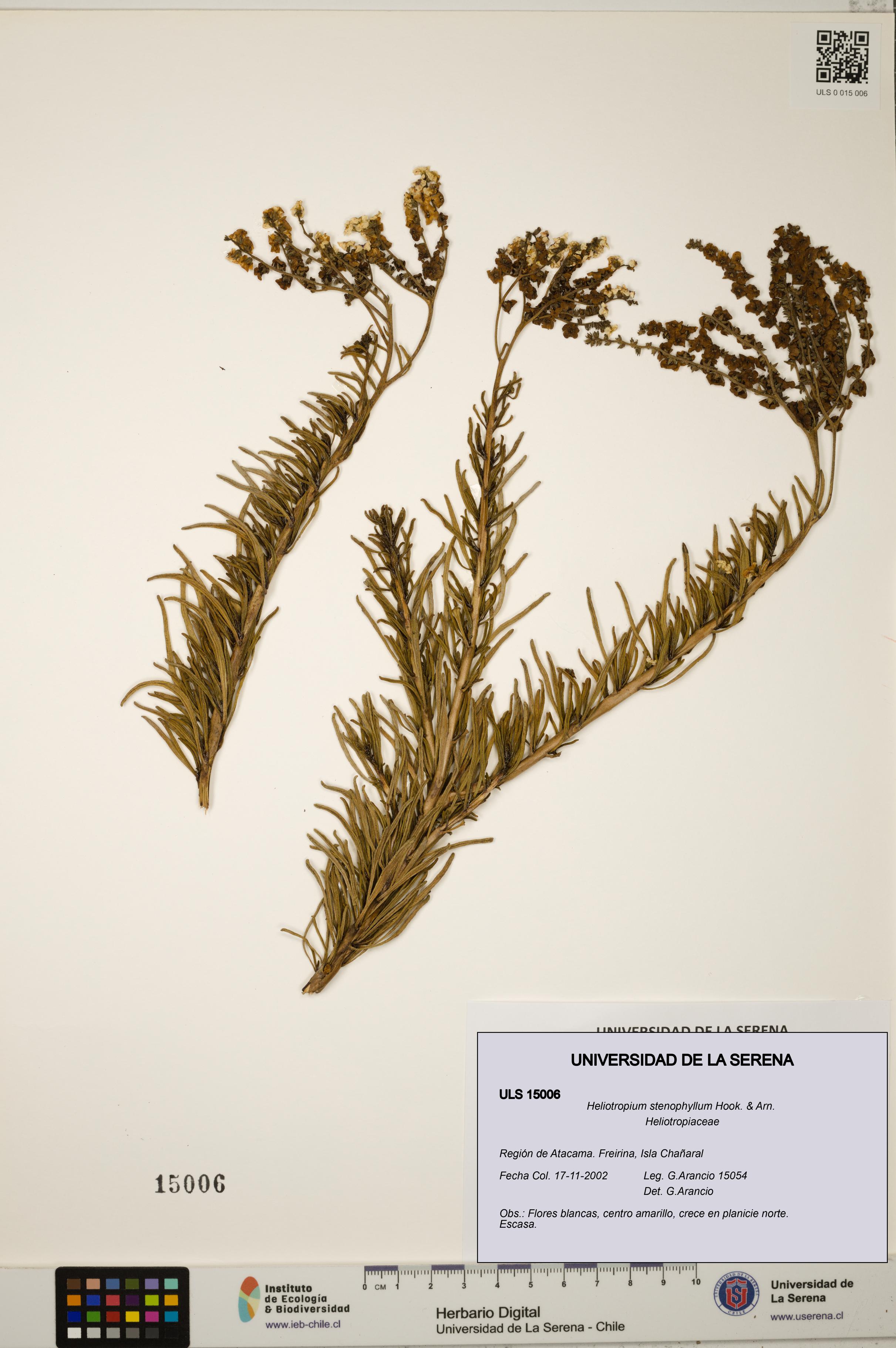 Heliotropium stenophyllum [Espécimen: ULS:ULS:0015006]