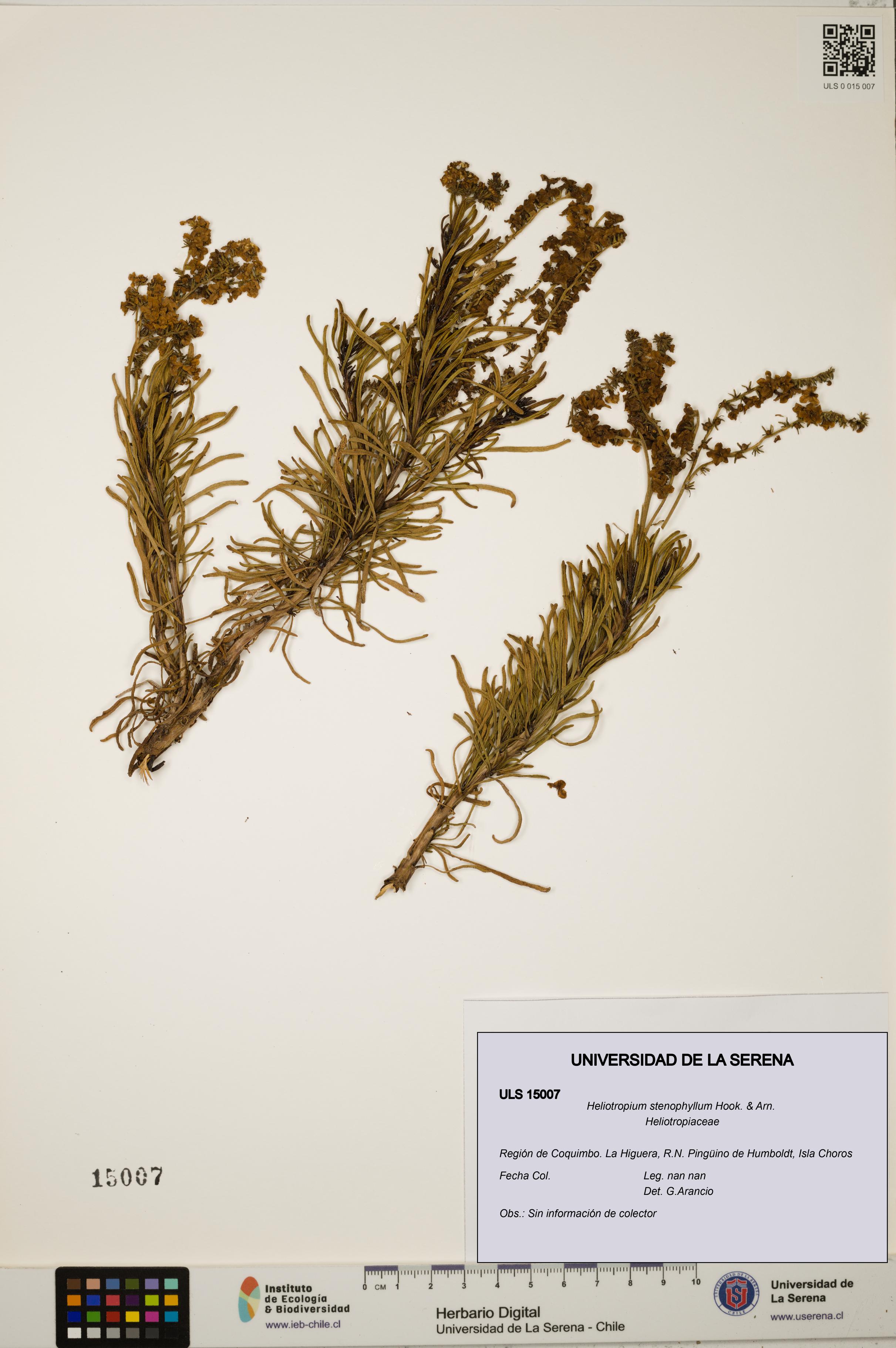 Heliotropium stenophyllum [Espécimen: ULS:ULS:0015007]