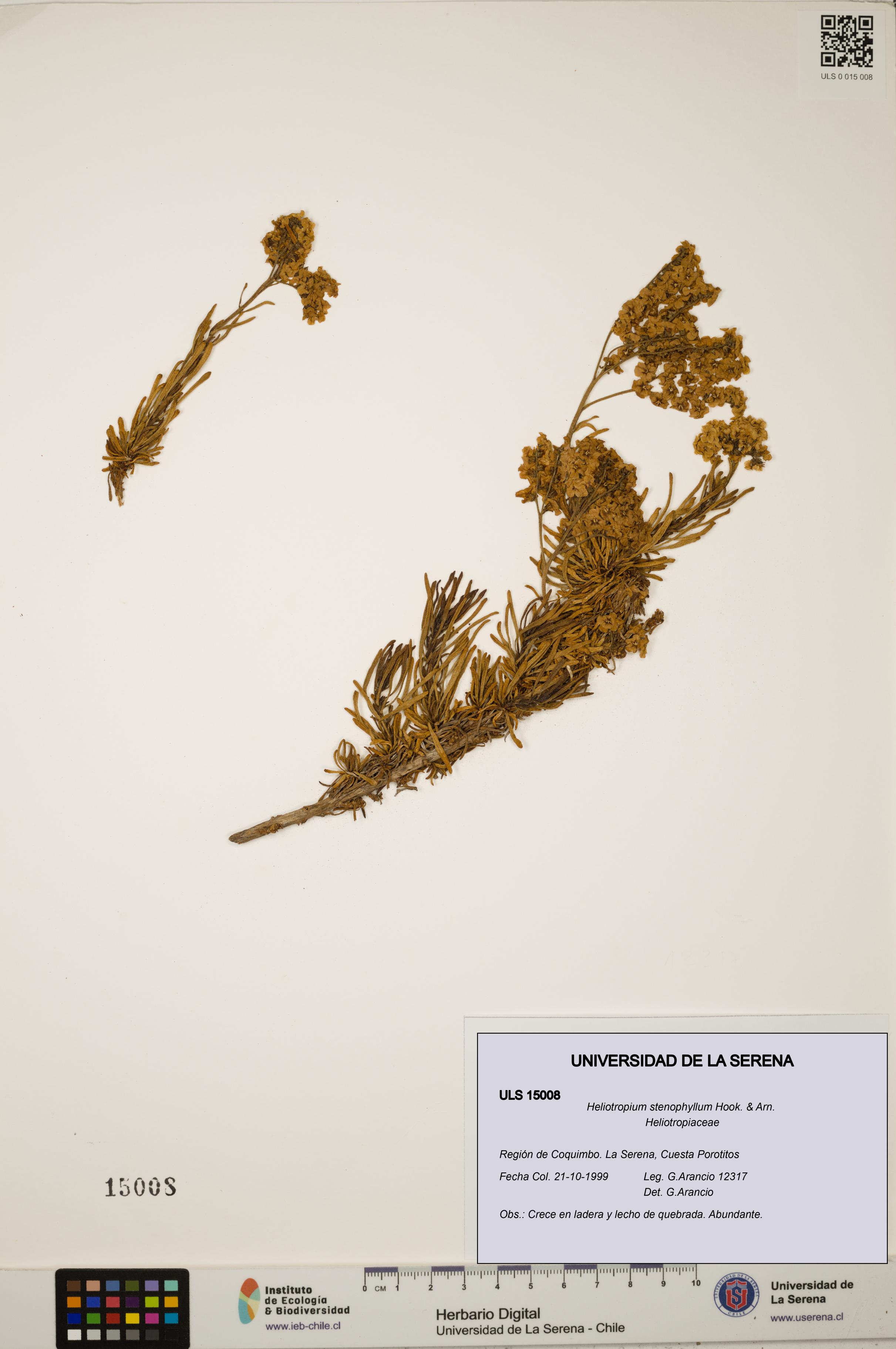 Heliotropium stenophyllum [Espécimen: ULS:ULS:0015008]