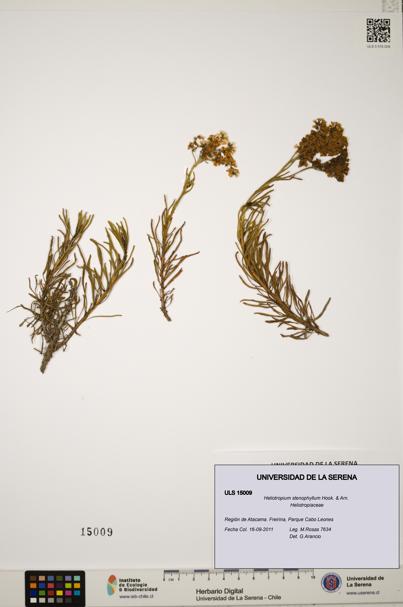Heliotropium stenophyllum [Espécimen: ULS:ULS:0015009]