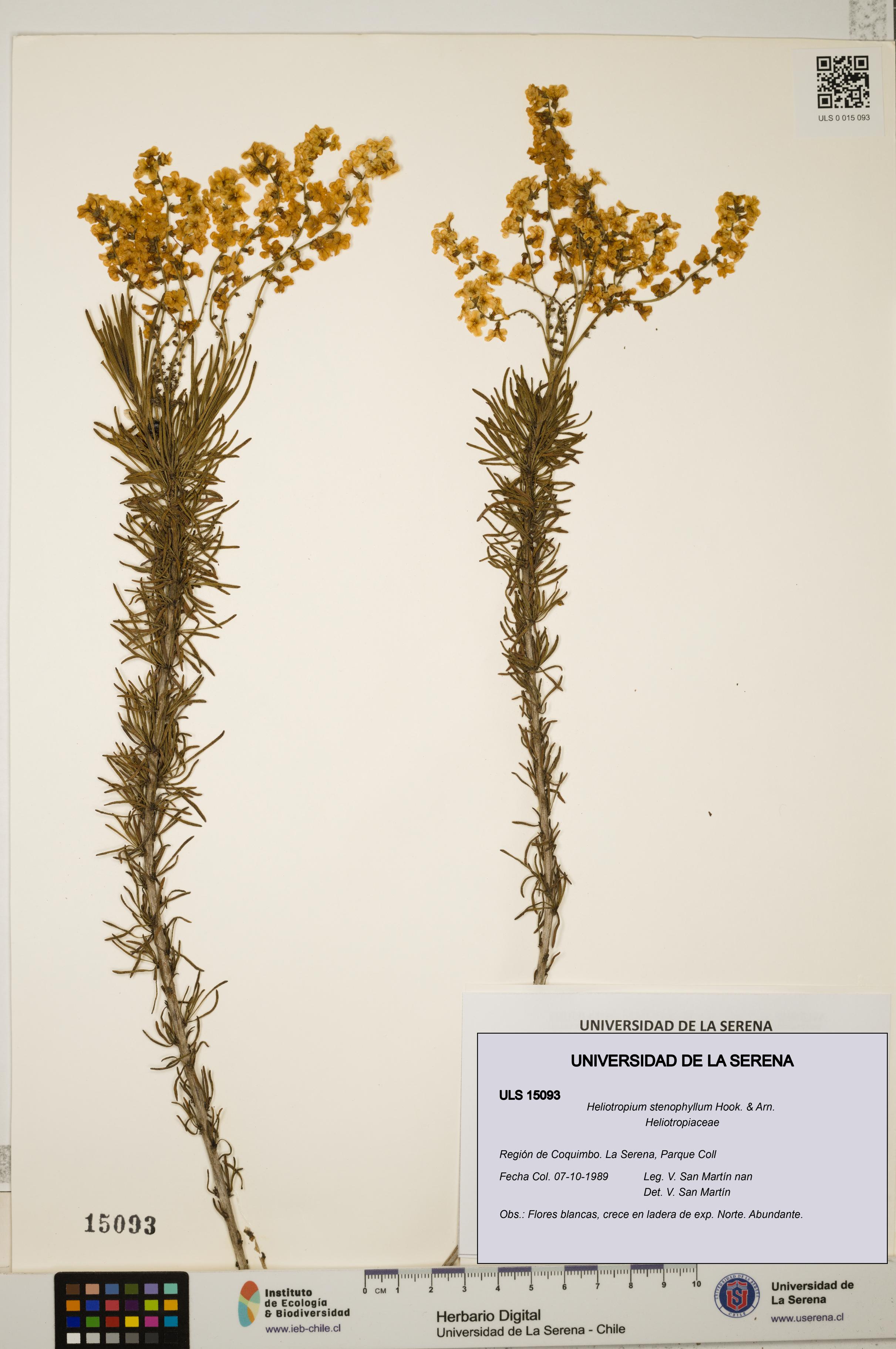 Heliotropium stenophyllum [Espécimen: ULS:ULS:0015093]