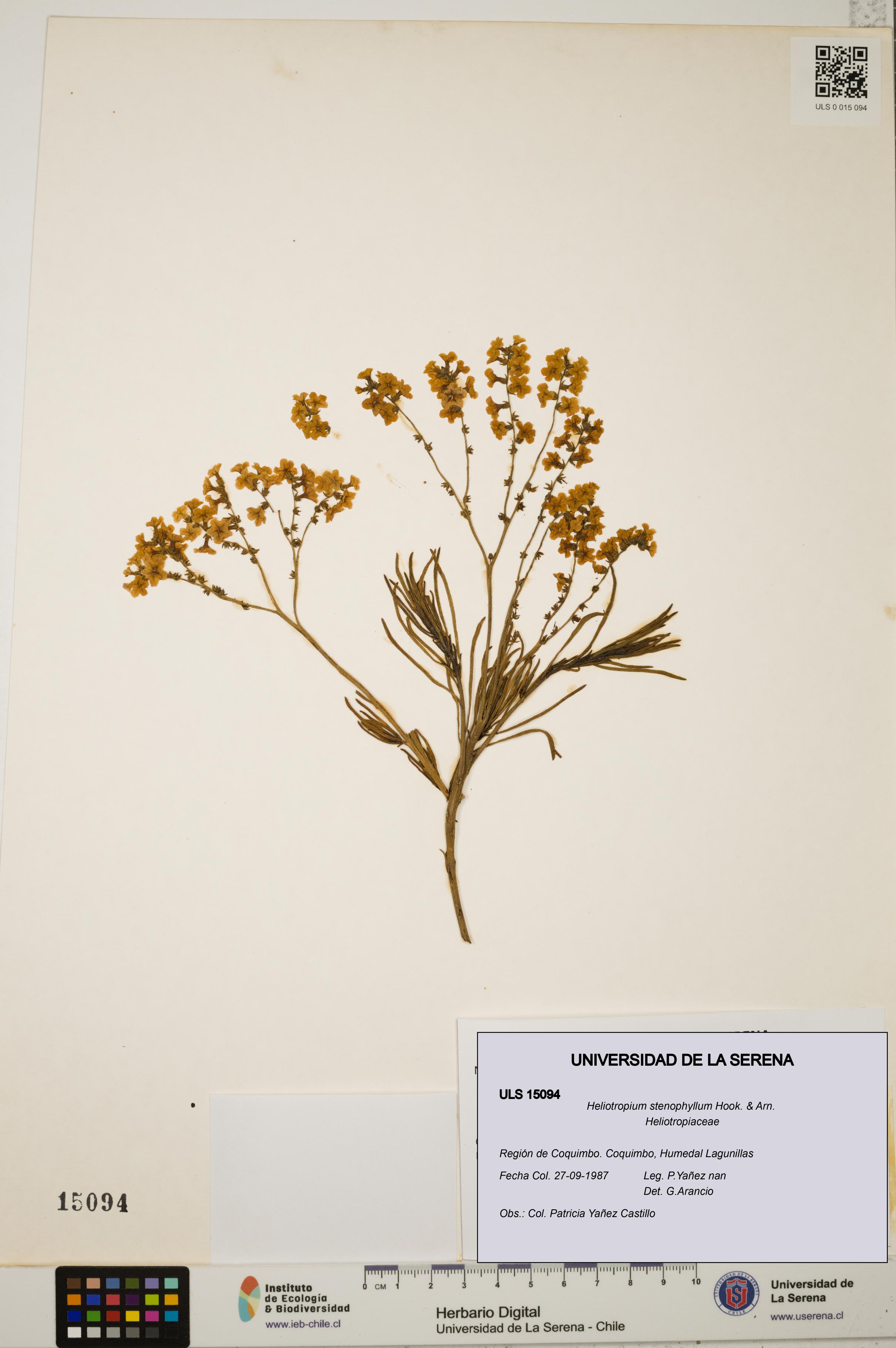 Heliotropium stenophyllum [Espécimen: ULS:ULS:0015094]