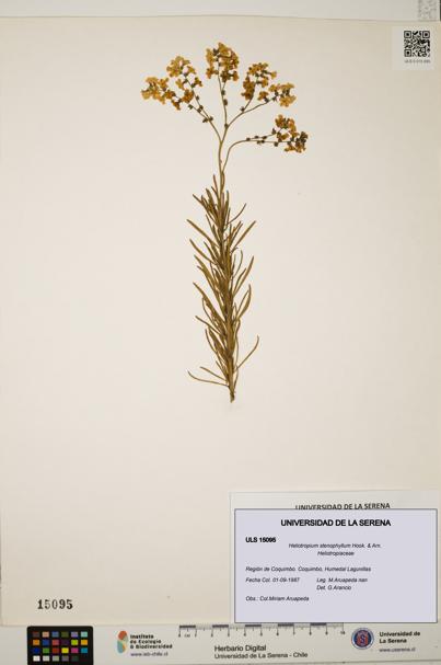 Heliotropium stenophyllum [Espécimen: ULS:ULS:0015095]