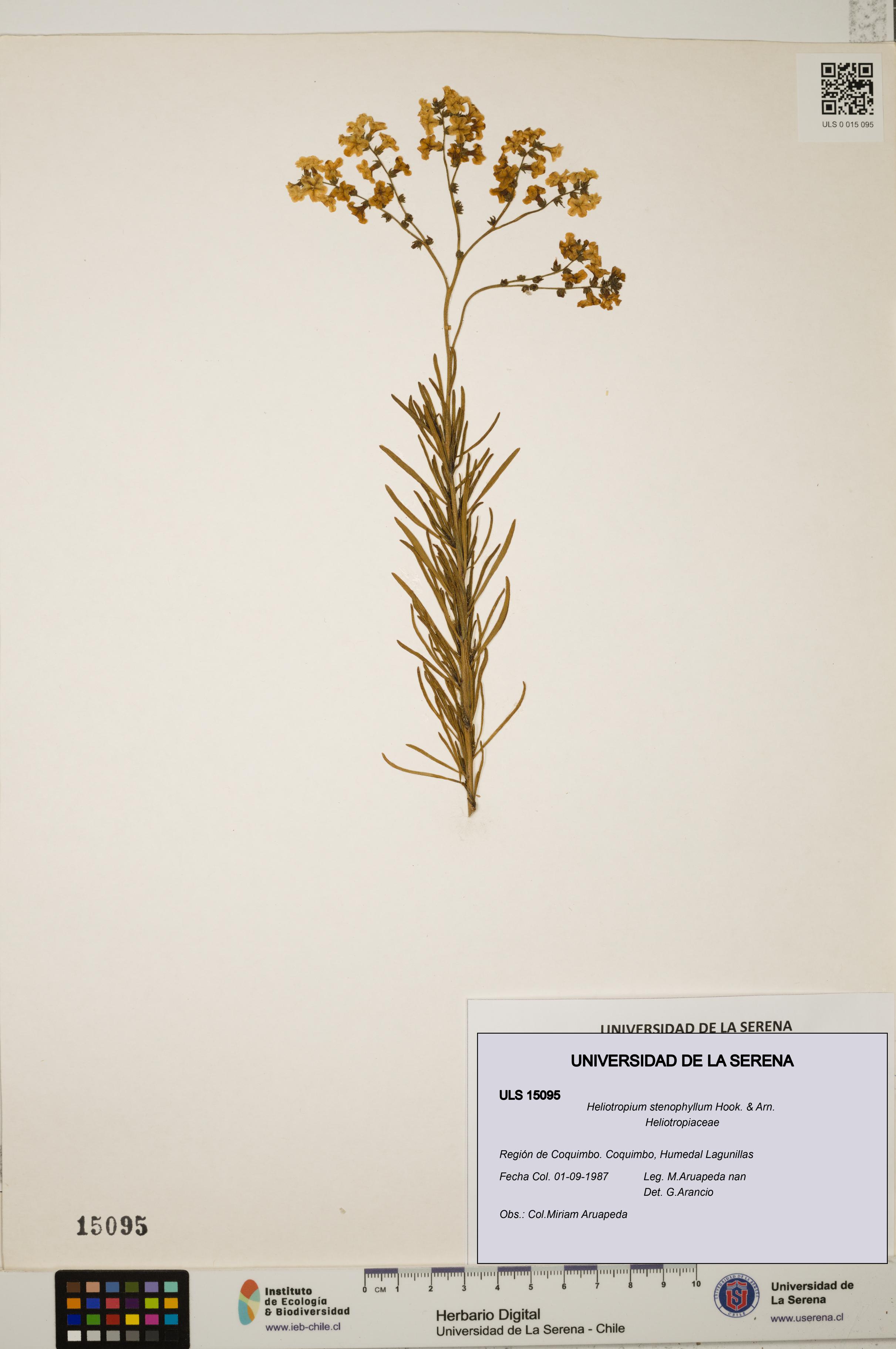 Heliotropium stenophyllum [Espécimen: ULS:ULS:0015095]