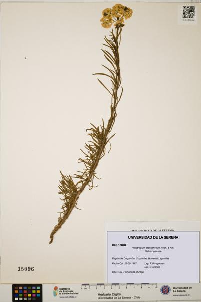 Heliotropium stenophyllum [Espécimen: ULS:ULS:0015096]