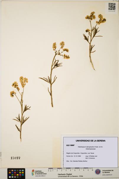 Heliotropium stenophyllum [Espécimen: ULS:ULS:0015097]