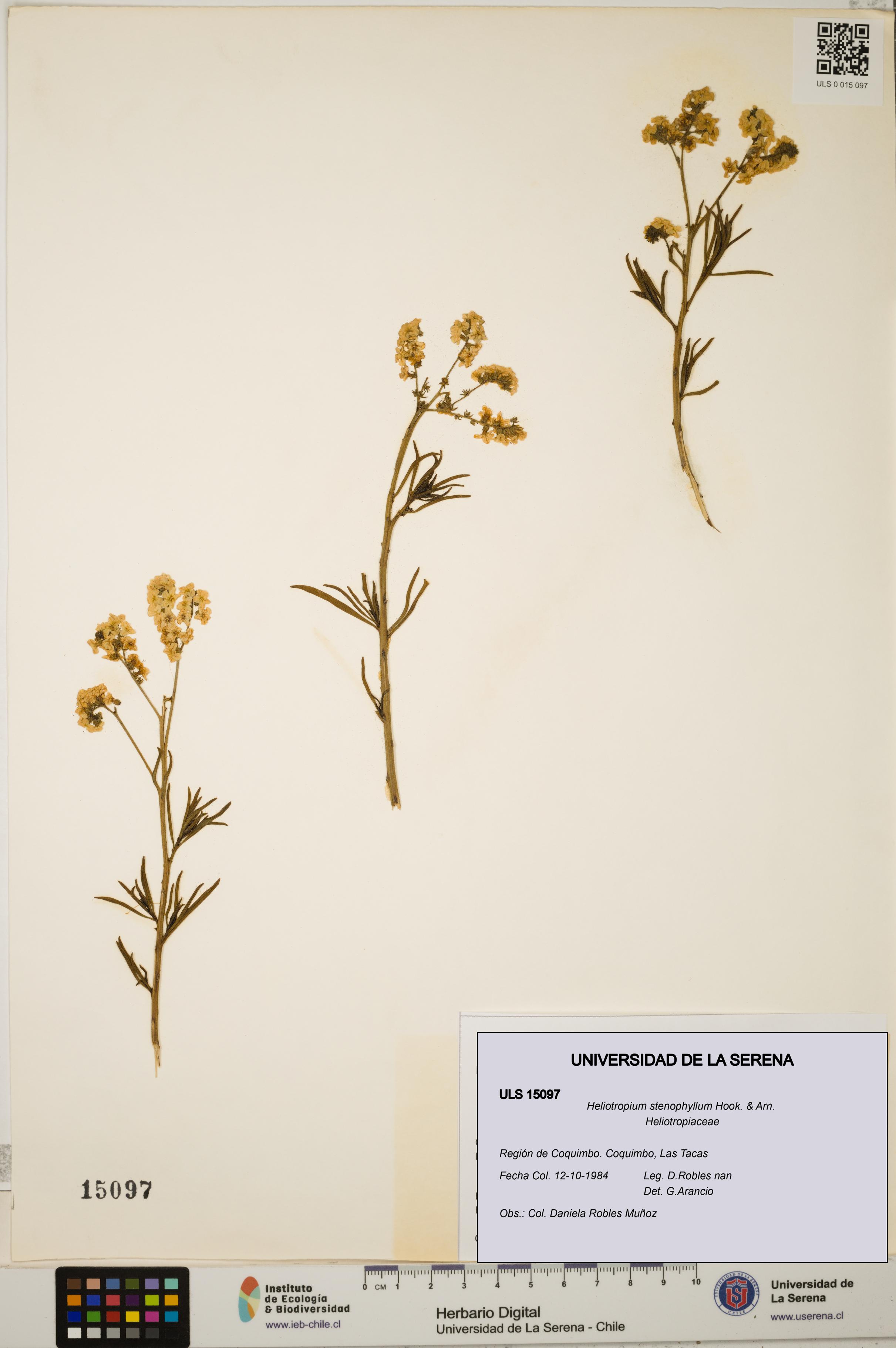 Heliotropium stenophyllum [Espécimen: ULS:ULS:0015097]