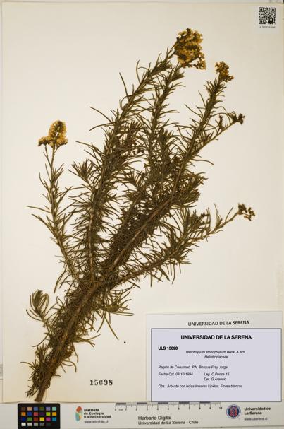 Heliotropium stenophyllum [Espécimen: ULS:ULS:0015098]