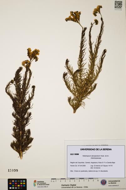 Heliotropium stenophyllum [Espécimen: ULS:ULS:0015099]