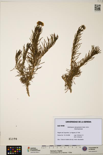 Heliotropium stenophyllum [Espécimen: ULS:ULS:0015100]