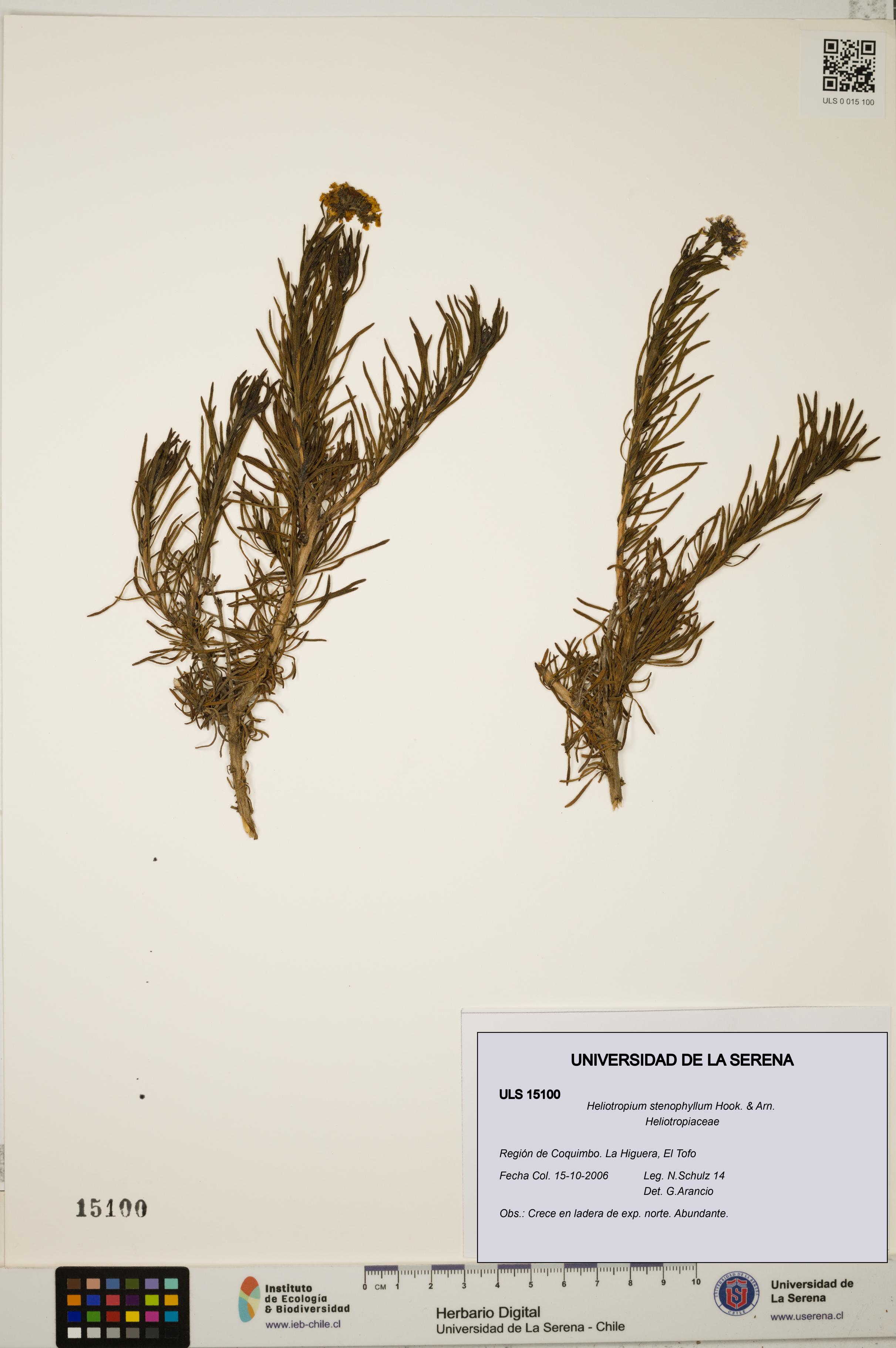 Heliotropium stenophyllum [Espécimen: ULS:ULS:0015100]