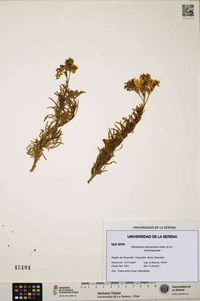 Heliotropium stenophyllum [Espécimen: ULS:ULS:0015101]