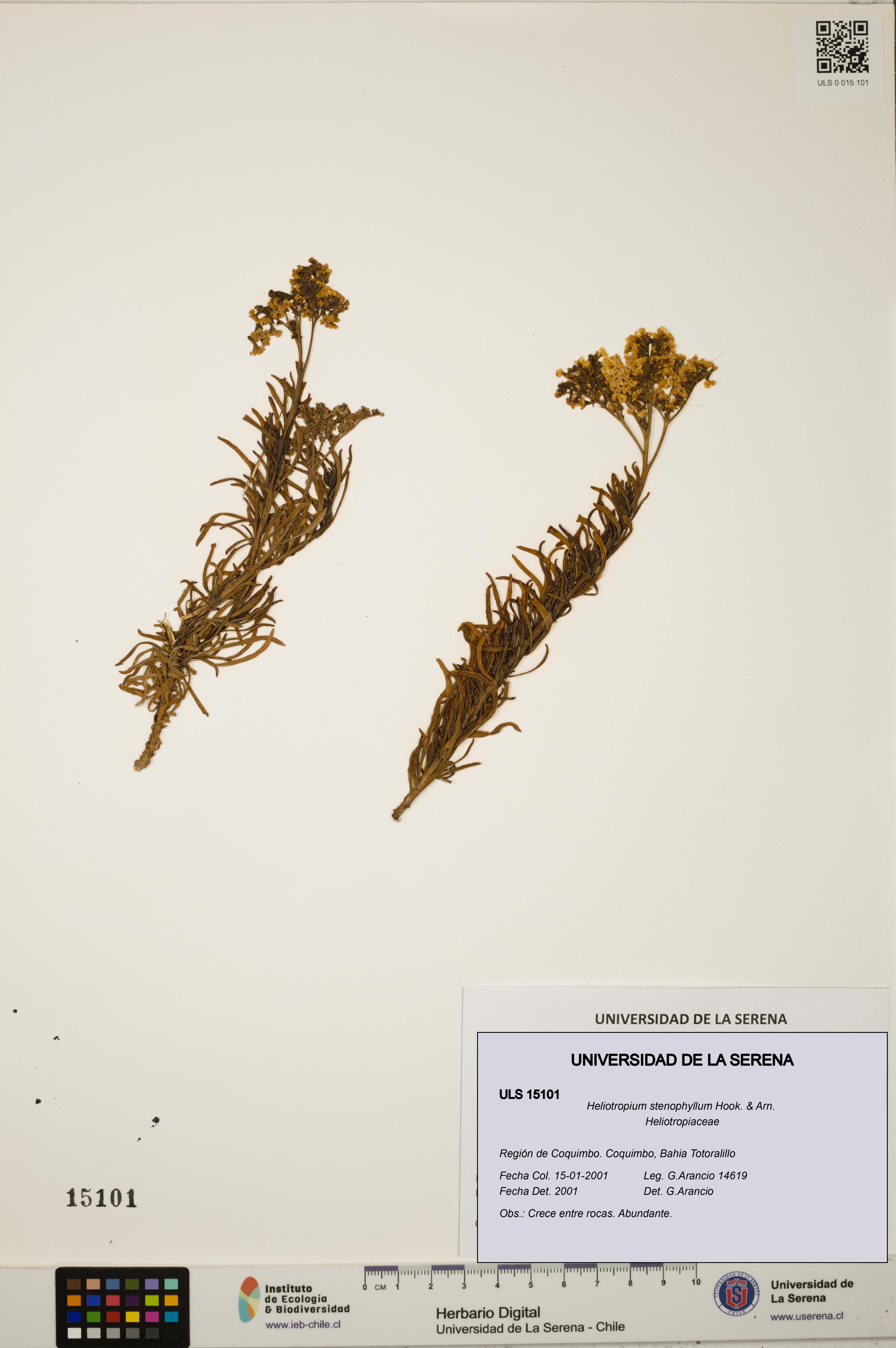 Heliotropium stenophyllum [Espécimen: ULS:ULS:0015101]