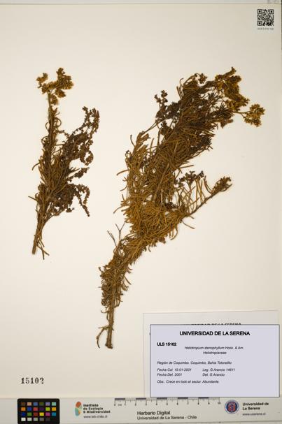 Heliotropium stenophyllum [Espécimen: ULS:ULS:0015102]