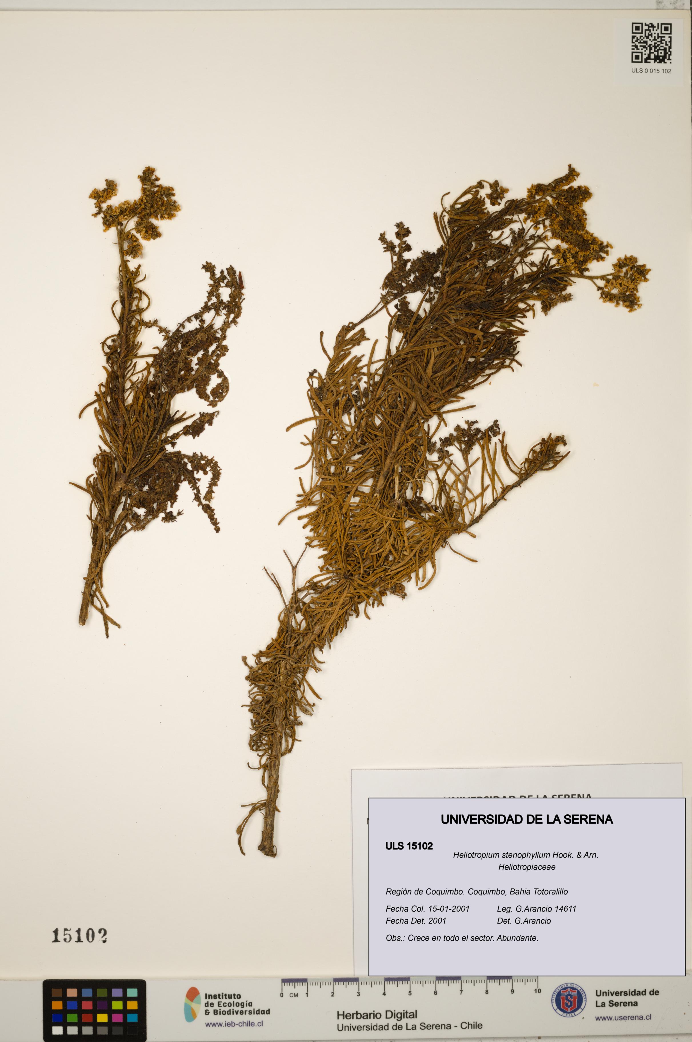 Heliotropium stenophyllum [Espécimen: ULS:ULS:0015102]