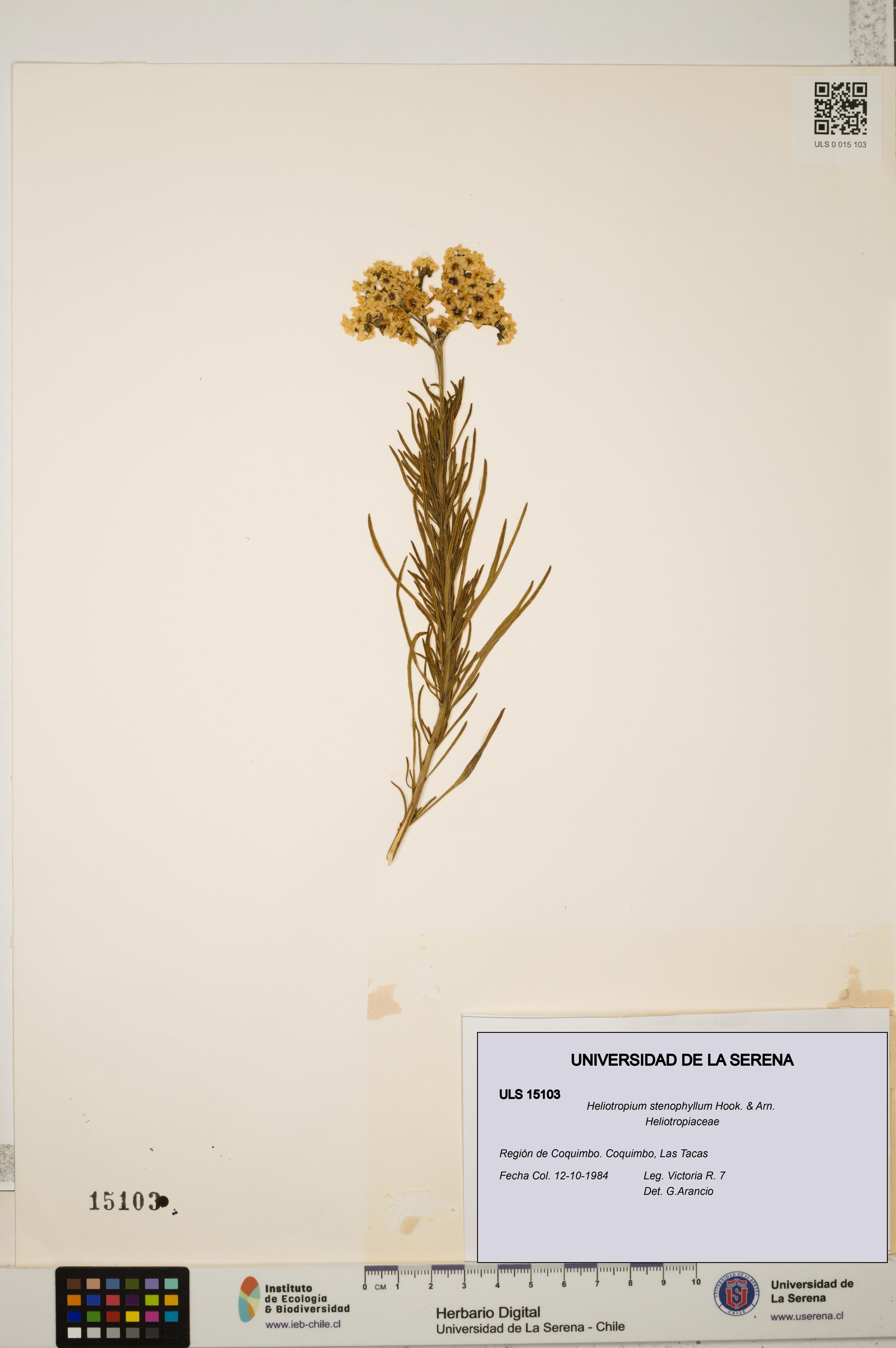 Heliotropium stenophyllum [Espécimen: ULS:ULS:0015103]