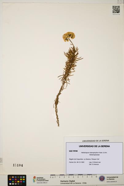 Heliotropium stenophyllum [Espécimen: ULS:ULS:0015104]