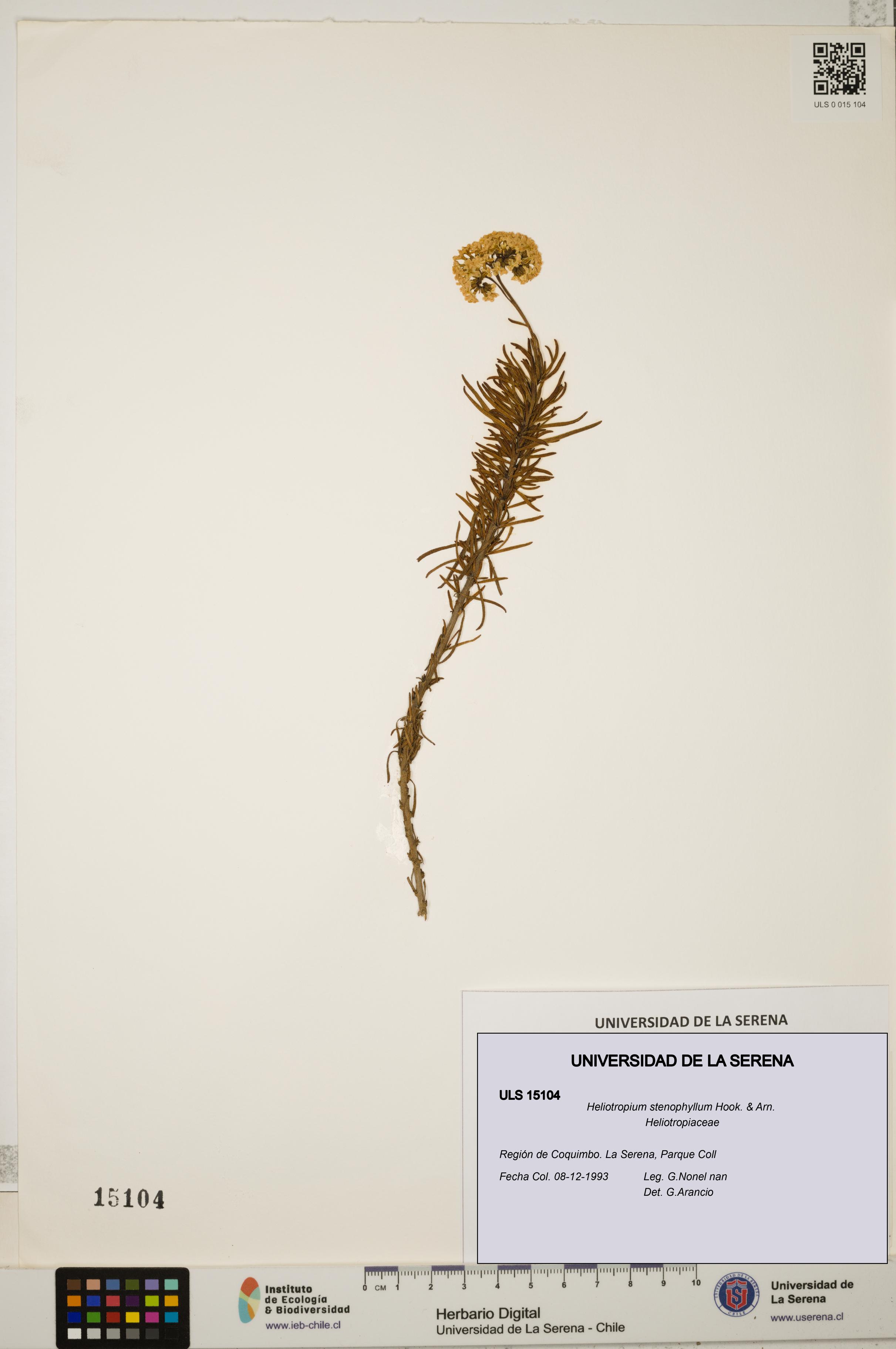 Heliotropium stenophyllum [Espécimen: ULS:ULS:0015104]