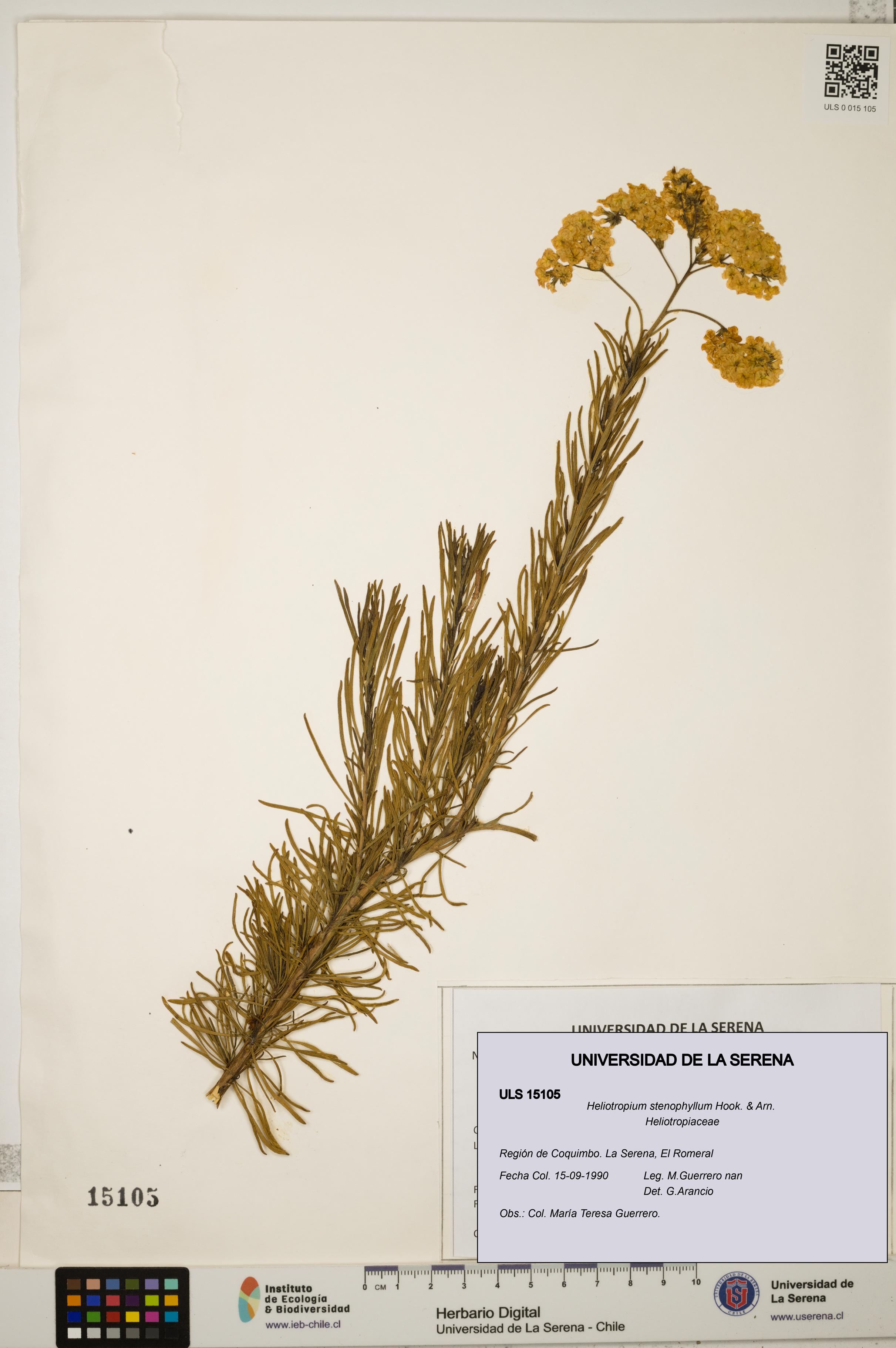 Heliotropium stenophyllum [Espécimen: ULS:ULS:0015105]
