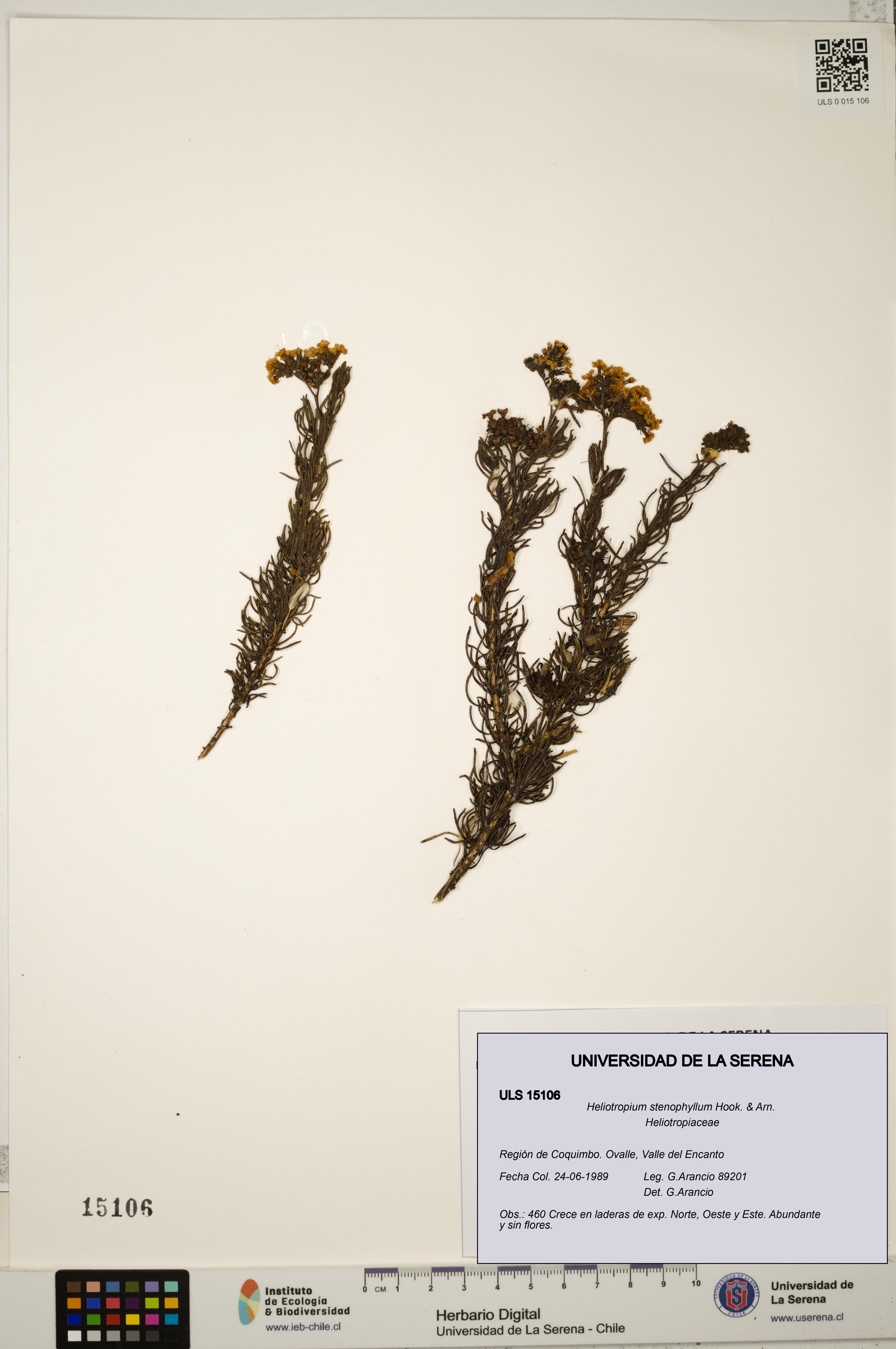 Heliotropium stenophyllum [Espécimen: ULS:ULS:0015106]