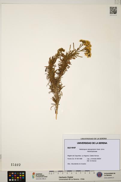 Heliotropium stenophyllum [Espécimen: ULS:ULS:0015107]