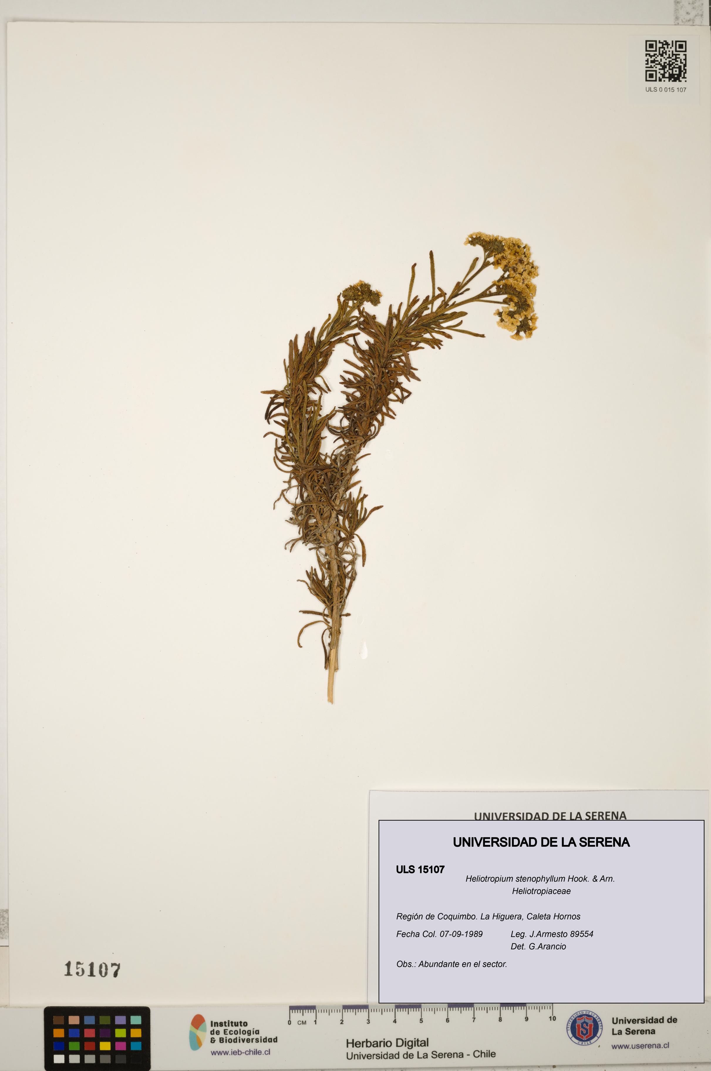 Heliotropium stenophyllum [Espécimen: ULS:ULS:0015107]