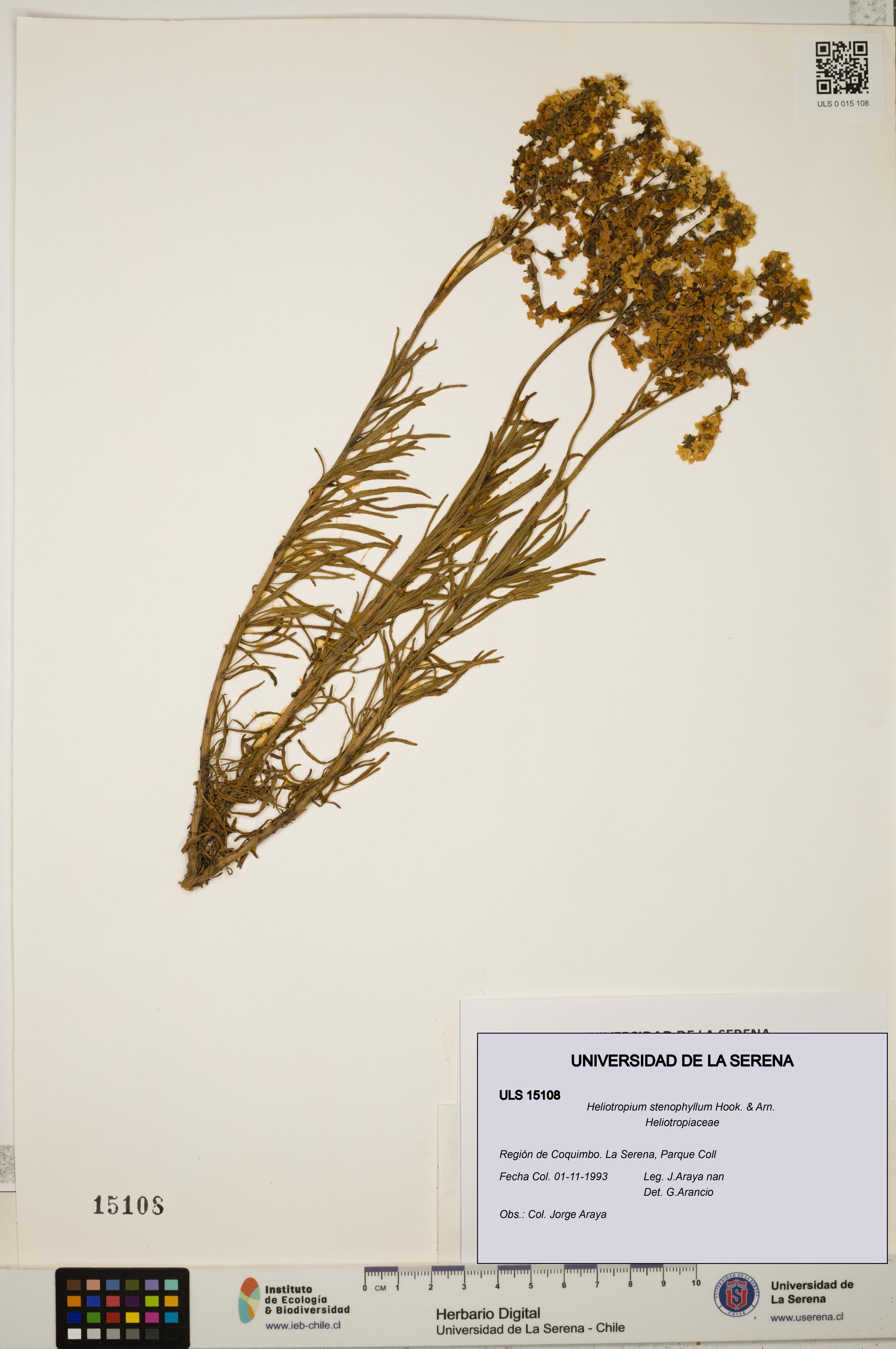Heliotropium stenophyllum [Espécimen: ULS:ULS:0015108]