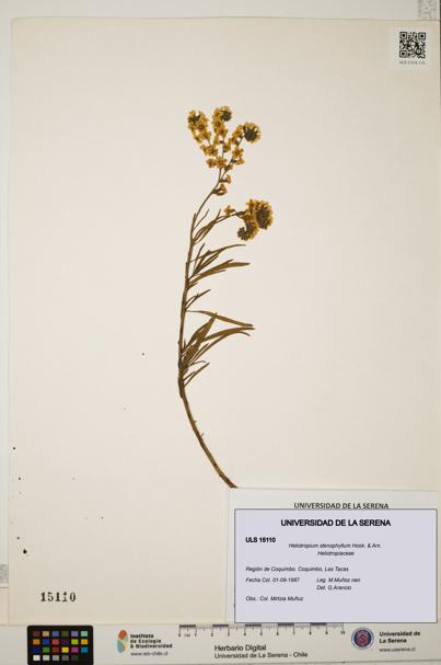 Heliotropium stenophyllum [Espécimen: ULS:ULS:0015110]