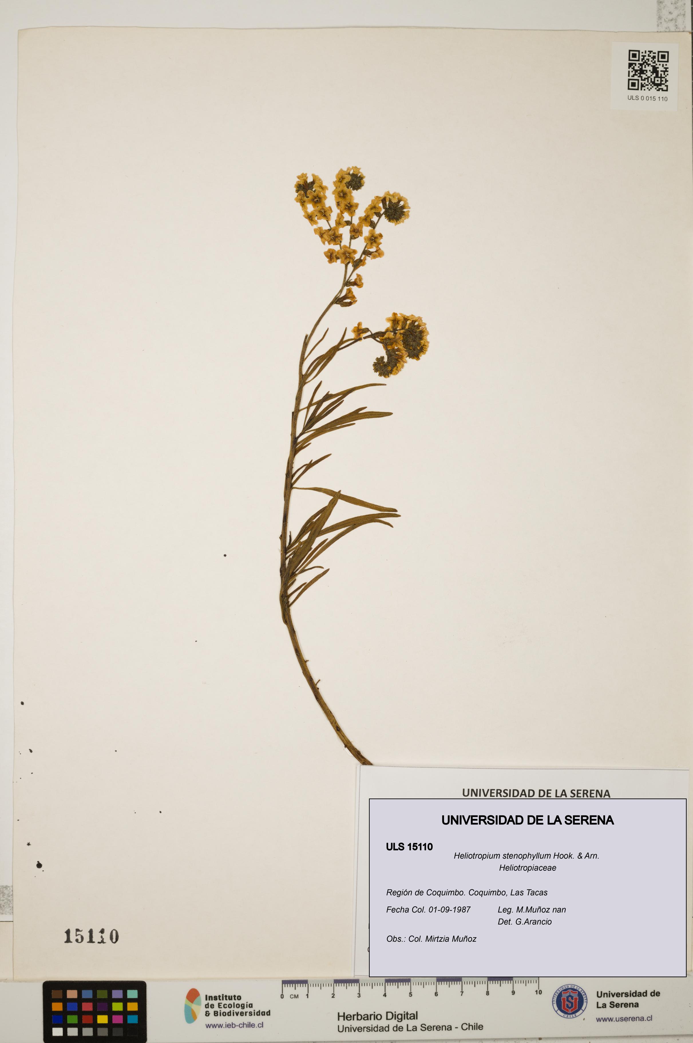 Heliotropium stenophyllum [Espécimen: ULS:ULS:0015110]