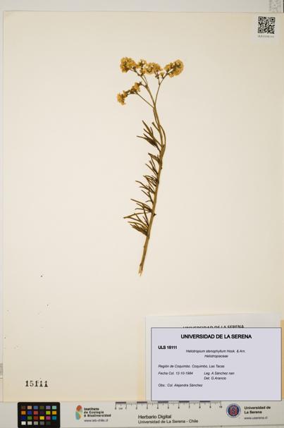 Heliotropium stenophyllum [Espécimen: ULS:ULS:0015111]