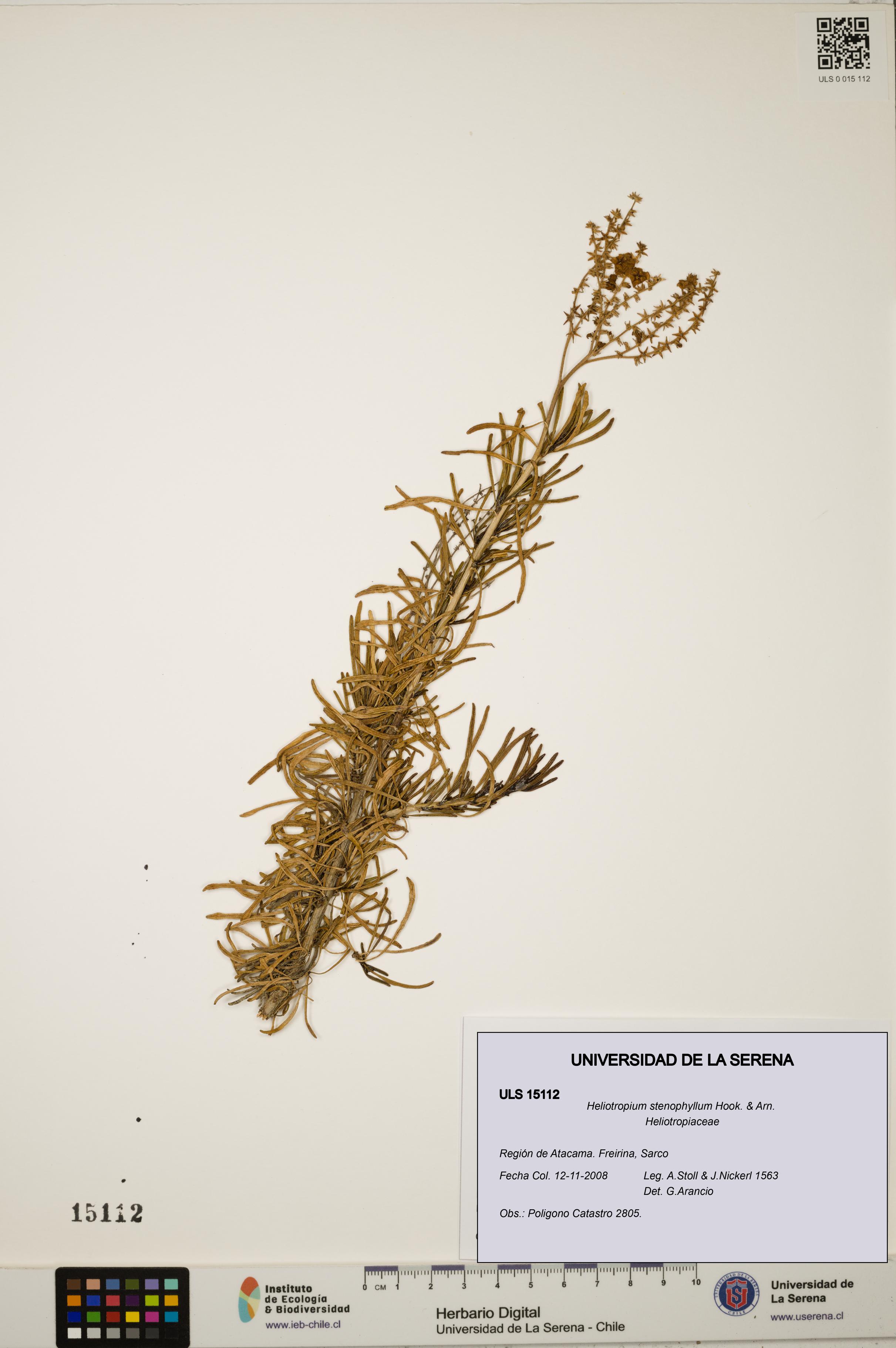 Heliotropium stenophyllum [Espécimen: ULS:ULS:0015112]