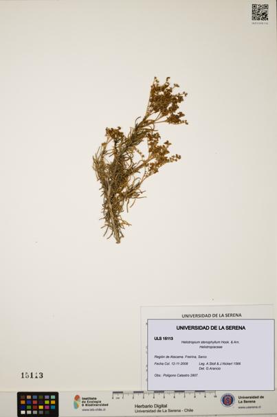 Heliotropium stenophyllum [Espécimen: ULS:ULS:0015113]