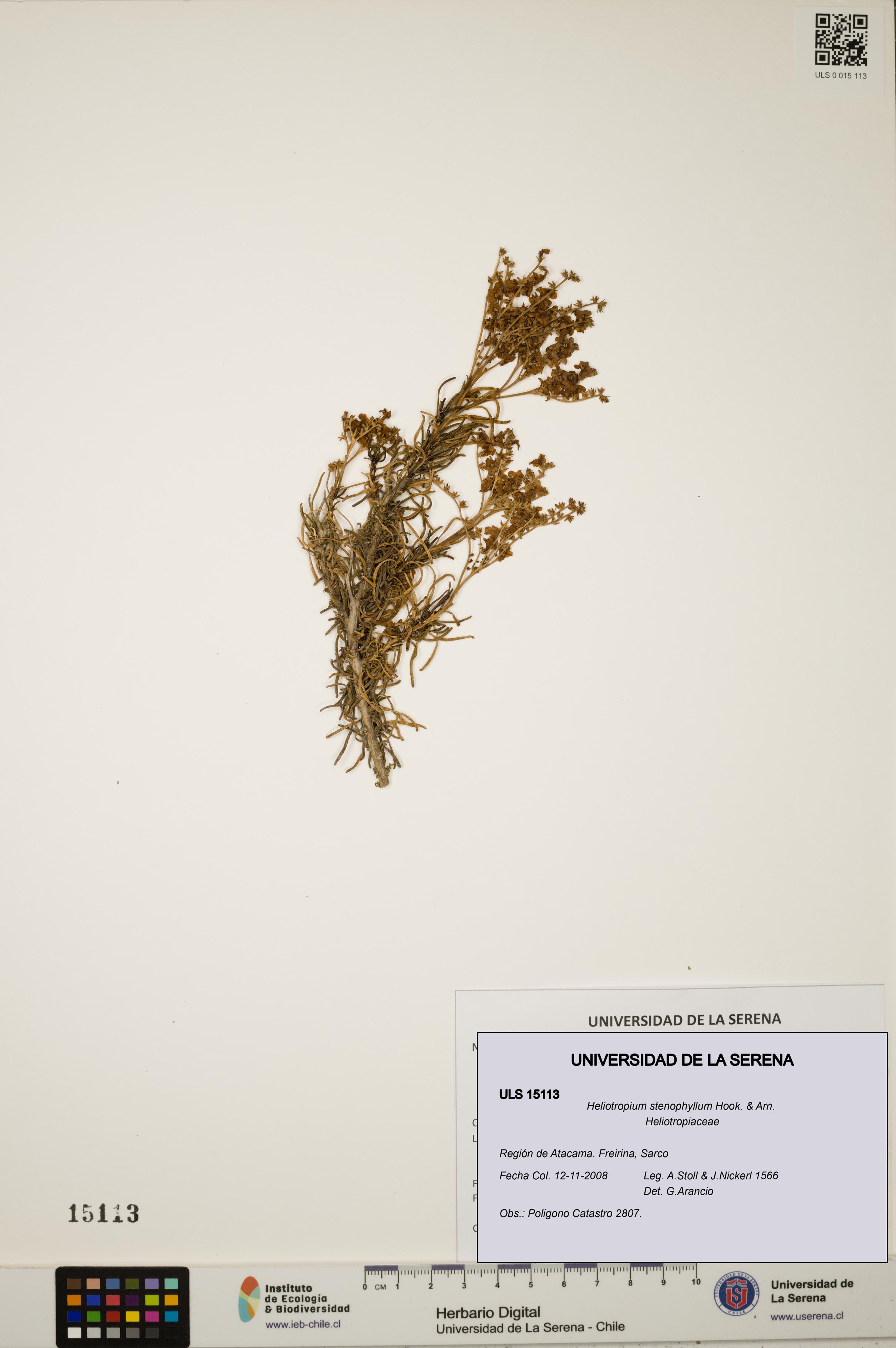 Heliotropium stenophyllum [Espécimen: ULS:ULS:0015113]