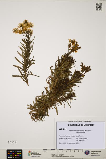 Heliotropium stenophyllum [Espécimen: ULS:ULS:0015114]
