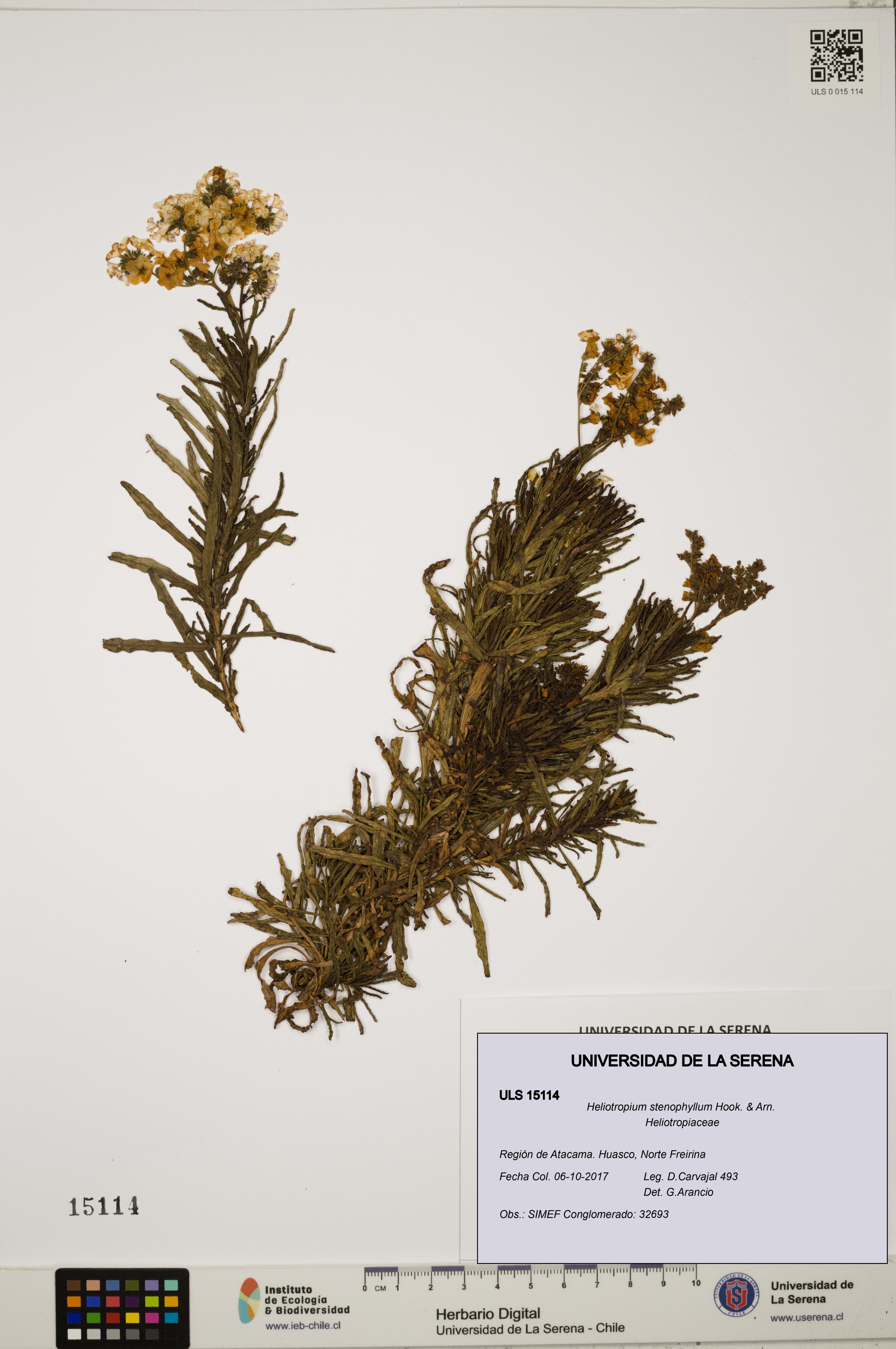 Heliotropium stenophyllum [Espécimen: ULS:ULS:0015114]